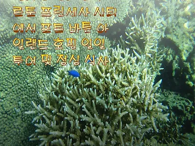 필리핀 팔라완 포트 바튼 아일랜드 호 관련 이미지